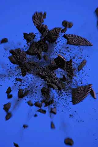 oreo